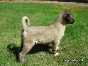 Image of Shepherds Rest Anatolians Bozkennel's Karabulut