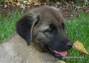 Image of Shepherds Rest Anatolians Bozkennel's Karabulut