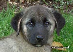 Image of Shepherds Rest Anatolians Bozkennel's Karabulut