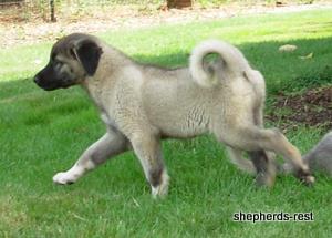 Image of Shepherds Rest Anatolians Bozkennel's Karabulut Import