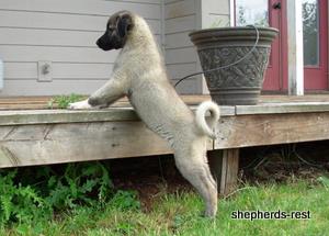 Image of Shepherds Rest Anatolians Bozkennel's Karabulut