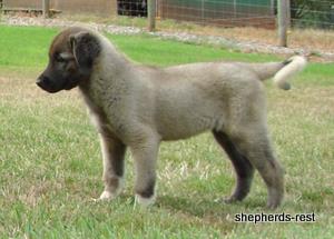 Image of Shepherds Rest Anatolians Bozkennel's Karabulut