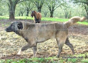 Image of Shepherds Rest Anatolians Bozkennel's Karabulut