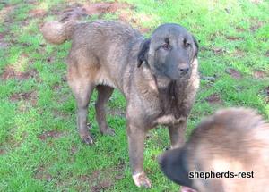 Image of Shepherds Rest Anatolians Bozkennel's Karabulut