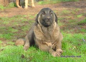 Image of Shepherds Rest Anatolians Bozkennel's Karabulut