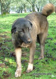 Image of Shepherds Rest Anatolians Bozkennel's Karabulut