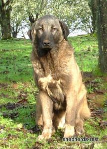 Image of Shepherds Rest Anatolians Bozkennel's Karabulut