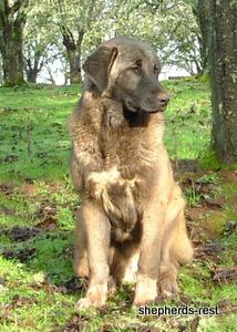 Image of Shepherds Rest Anatolians Bozkennel's Karabulut