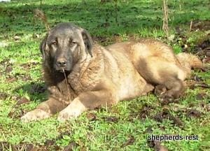 Image of Shepherds Rest Anatolians Bozkennel's Karabulut