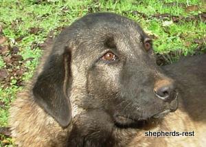 Image of Shepherds Rest Anatolians Bozkennel's Karabulut