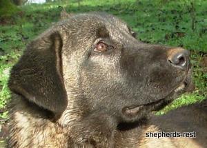 Image of Shepherds Rest Anatolians Bozkennel's Karabulut