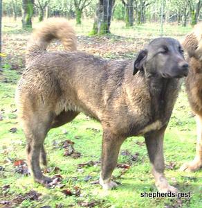 Image of Shepherds Rest Anatolians Bozkennel's Karabulut
