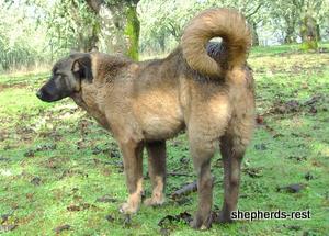Image of Shepherds Rest Anatolians Bozkennel's Karabulut