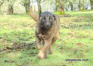 Image of Shepherds Rest Anatolians Bozkennel's Karabulut