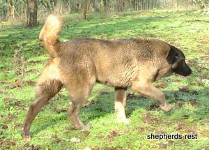Image of Shepherds Rest Anatolians Bozkennel's Karabulut