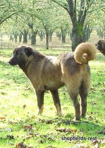 Image of Shepherds Rest Anatolians Bozkennel's Karabulut