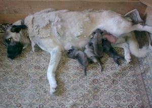 Image of Shepherds Rest Anatolians - Jr Bulut (Dam) and her litter of 4 (Karabulut being the darkest one of them)