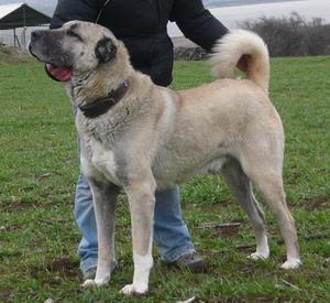 Image of Shepherds Rest Anatolians - Karabulut's Maternal Grandfather - Gürrah von Bozkennel