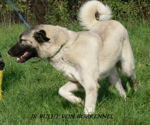Image of Shepherds Rest Anatolians - Karabulut's Dam - Jr Bulut von Bozkennel