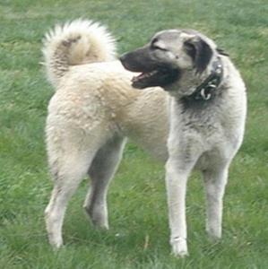 Image of Shepherds Rest Anatolians - Karabulut's Dam - Jr Bulut von Bozkennel
