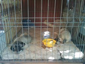 Image of Shepherds Rest Anatolians - Karabulut during the shipping process to the U.S.