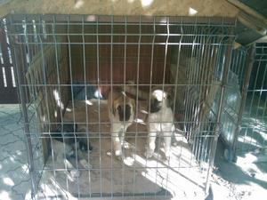 Image of Shepherds Rest Anatolians - Karabulut during the shipping process to the U.S.