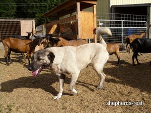 Image of Shepherds Rest Anatolians Bozkennel's Karabulut