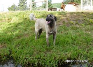 Image of Shepherds Rest Anatolians Bozkennel's Karabulut