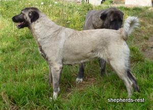 Image of Shepherds Rest Anatolians Bozkennel's Karabulut