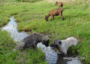 Image of Shepherds Rest Anatolians Bozkennel's Karabulut