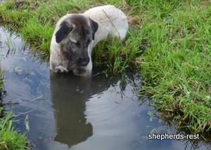 Image of Shepherds Rest Anatolians Bozkennel's Karabulut