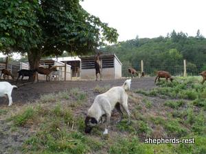 Image of Shepherds Rest Anatolians Bozkennel's Karabulut
