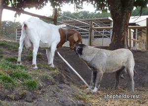 Image of Shepherds Rest Anatolians Bozkennel's Karabulut