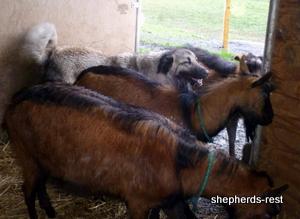 Image of Shepherds Rest Anatolians Bozkennel's Karabulut