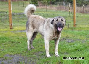 Image of Shepherds Rest Anatolians Bozkennel's Karabulut