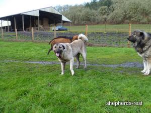 Image of Shepherds Rest Anatolians Bozkennel's Karabulut