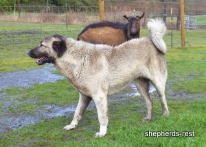 Image of Shepherds Rest Anatolians Bozkennel's Karabulut