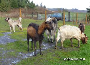 Image of Shepherds Rest Anatolians Bozkennel's Karabulut