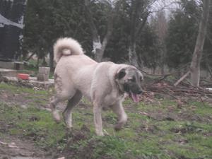 Image of Shepherds Rest Anatolians - Karabulut's Dam - Jr Bulut von Bozkennel