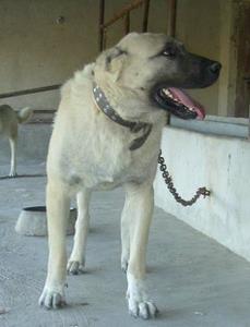 Image of Shepherds Rest Anatolians - Karabulut's Sire - Deli Boran