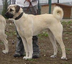 Image of Shepherds Rest Anatolians - Karabulut's Maternal Grandmother - Bulut von Bozkennel