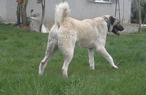 Image of Shepherds Rest Anatolians - Karabulut's Dam - Jr Bulut von Bozkennel