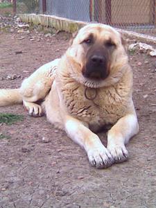 Image of Shepherds Rest Anatolians - Karabulut's Sire - Deli Boran
