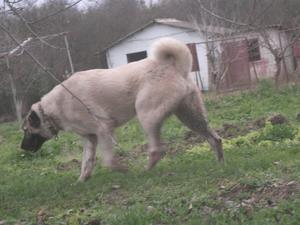 Image of Shepherds Rest Anatolians - Karabulut's Dam - Jr Bulut von Bozkennel