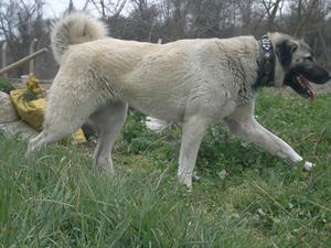 Image of Shepherds Rest Anatolians - Karabulut's Dam - Jr Bulut von Bozkennel