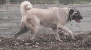 Image of Shepherds Rest Anatolians - Karabulut's Dam - Jr Bulut von Bozkennel