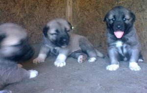 Image of Shepherds Rest Anatolians Bozkennel's Karabulut
