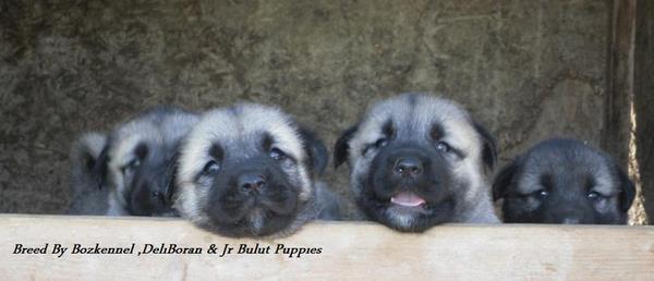 Image of Shepherds Rest Anatolians Bozkennel's Karabulut
