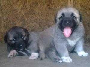 Image of Shepherds Rest Anatolians Bozkennel's Karabulut