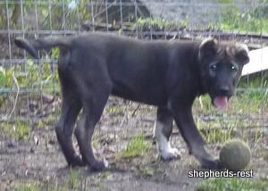 Image of Shepherds Rest Anatolians Kara Kaplan of Karapınar Import